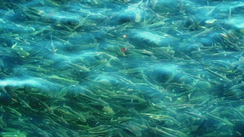 A large flock of mullet in the sea Stock Footage 128068900