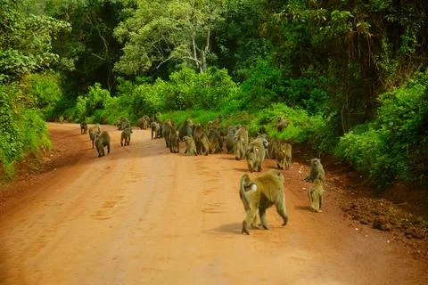 Large flock olive baboon Anubis monkey on natural road in Africa Stock Photos