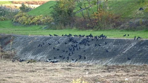 A Large Flock or 'Murder' of Crows Stock Footage 222869319