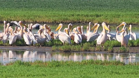 Large flock or White pelicans in shallow lake during migration 스톡 동영상 65167105