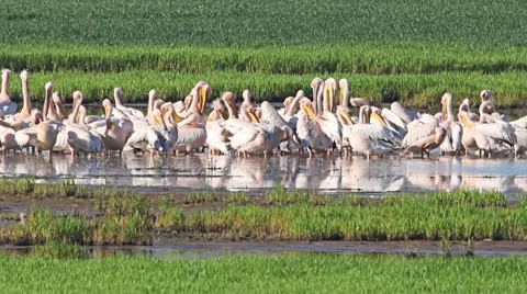 Large flock or White pelicans in shallow lake during migration 스톡 동영상 65167137