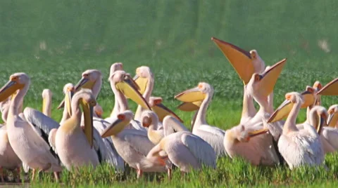 Large flock or White pelicans in shallow lake during migration Video stock 65167219