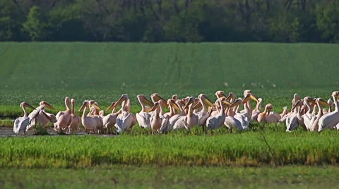 Large flock or White pelicans in shallow lake during migration Stock Footage 65167333