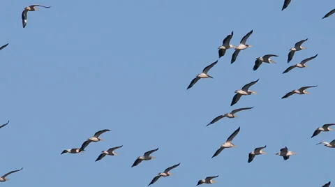 Large flock or White pelicans flying during migration Stock Footage 65167423