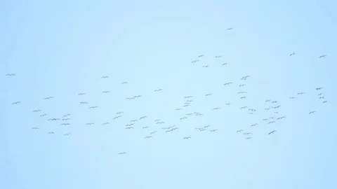 Large flock of pelicans spread out high in a thermal in the blue sky Stock-Footage 81564943