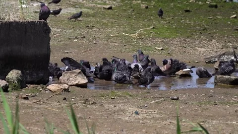 Large flock of pigeons bathing and gathering in a shallow puddle on dry ground Stock Footage 312530916