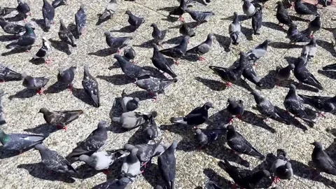 A large flock of pigeons congregates on a sun-drenched paved surface. Stock Footage 301088759