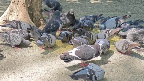 Large flock of pigeons eating grain on the ground in the park Stock Footage 337362494