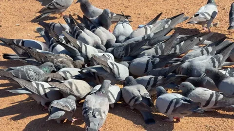 Large Flock of Pigeons Eating on Sandy Ground Vídeo Stock 330120545