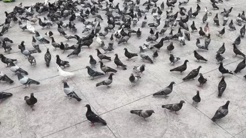 Large flock of pigeons feeding and flying on city square street Vidéo 346912069
