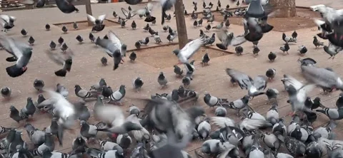 Large flock of pigeons flying away together from city square wooden floor Stock Footage 333820402