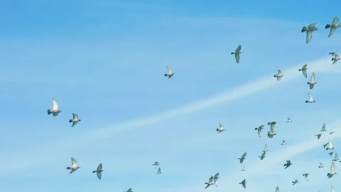 Large flock of pigeons flying in blue sky 動画素材 336661264