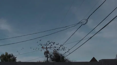 Large Flock of Pigeons Flying Off Utility Pole Toward Palm Tree, Phoenix, AZ Stock Footage 164871069
