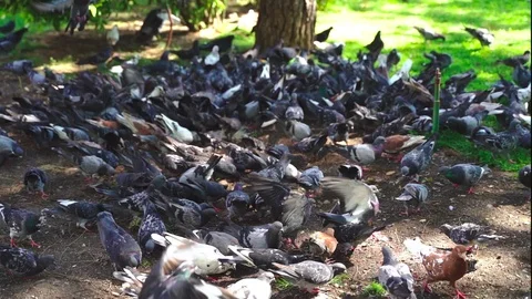A large flock of pigeons Stock Footage 115531407