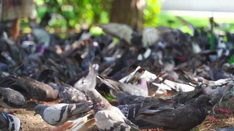 A large flock of pigeons Video stock 115531461