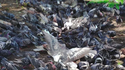 A large flock of pigeons Stock Footage 115531492
