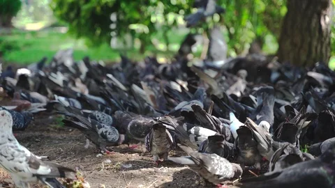A large flock of pigeons Stock Footage 115531534