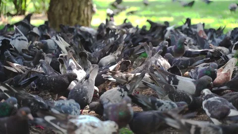 A large flock of pigeons Stock Footage 115531586