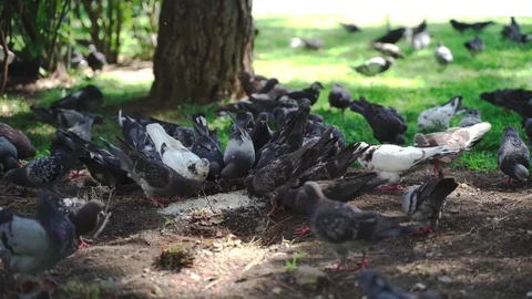 A large flock of pigeons Stock Footage 115531646