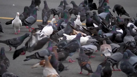 Large Flock Of Pigeons Foraging On Paved Surface In Urban Area. close-up shot 動画素材 332713446