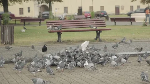 A large flock of pigeons gathered on a paved area, pecking at scattered seeds Vídeos de archivo 345505142