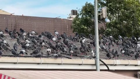 Large flock of pigeons gathered on the rooftop of a building 库存影片 321391831