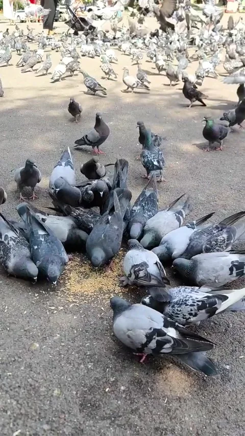 A large flock of pigeons gathered together to feed on the asphalt Stock Footage 317053530