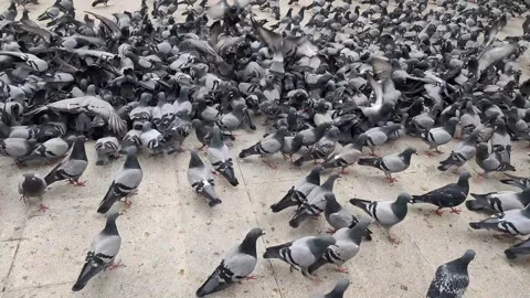 Large flock of pigeons gathering and flying on a city square Stock Footage 332014341