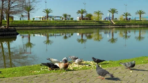 Large flock of pigeons pecks at pieces of bread scribbled on sidewalk in park. Video stock 191493558