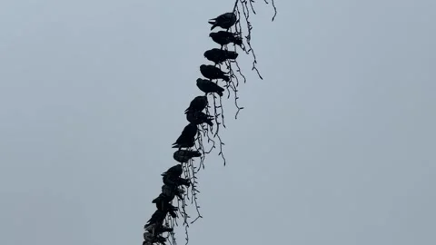 Large Flock Of Pigeons Perched On City Fairy Lights and Cables Vídeo Stock 324788319