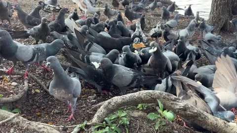 Large flock of pigeons on soil ground outdoor. Vídeo Stock 331303964