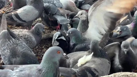 Large flock of pigeons on soil ground outdoor close up Stock Footage 331303965