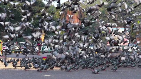 Large flock of pigeons taking off together in street Mysuru India Stock Footage 137929735