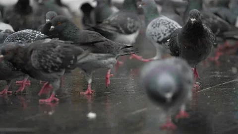 A large flock of pigeons walk down the street in search of food, slow motion Stock-Footage 234923521