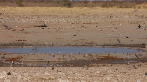 Large flock of red-headed finch congregating at water hole to drink in Etosha Video stock 106340538
