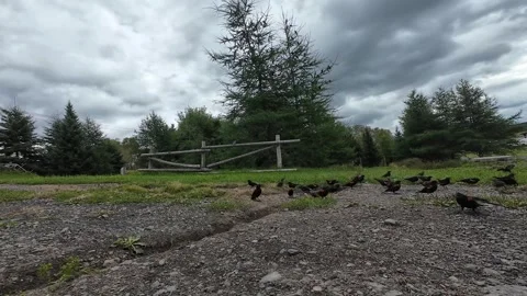A large flock of Red-Winged Blackbirds gathers along a gravel path Video stock 344555693