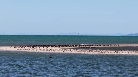 Large Flock of Seabirds Resting on Sandy Spit at Farewell Spit New Zealand Stock Footage 336651495