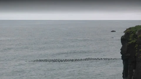 Large flock of seabirds riding on ocean waves wide shot taken in iceland Stock Footage 33530838