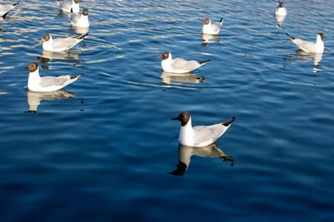 A large flock of seagulls can be seen swimming in the water Stock Photos