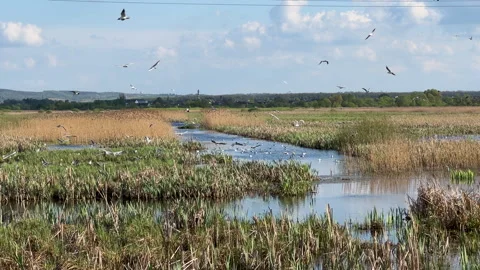 A large flock of seagulls flies over a swampy lake with reeds Stock Footage 273373156