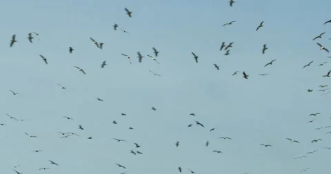 A large flock of seagulls flying in circles on a clear day Stock Footage 147896198