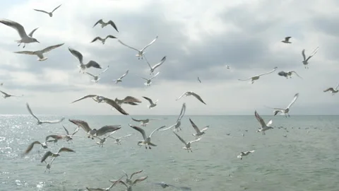 Large flock of seagulls flying low over ocean water, cloudy sky on background Stock Footage 322756984