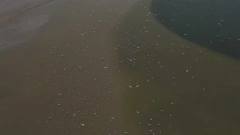 Large flock of seagulls flying over the beach and landing in the sea water Stock Footage 142746091