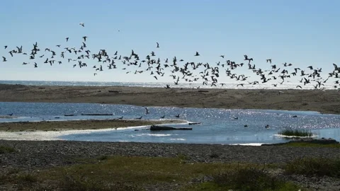 Large flock of seagulls flying over freshwater lagoon next to ocean Stock Footage 236238487
