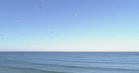 A large flock of seagulls flying over a calm blue ocean The Beautiful Spiri.. 스톡 동영상 317103582