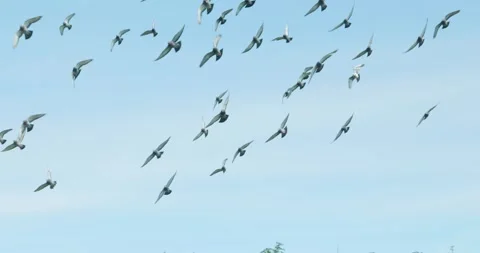 Large flock of seagulls flying over coastal water and green forest Vidéo 336661172