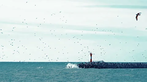 Large flock of seagulls flying in the sky next to the lighthouse Stock Footage 61074231