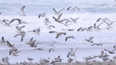 Large flock of seagulls flying in slow motion Video stock 165209108