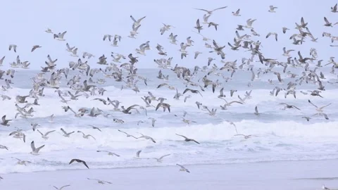 Large flock of seagulls flying in slow motion Video stock 167603374