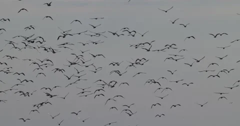 Large flock of seagulls flying together in the overcast sky Stock Footage 342710693